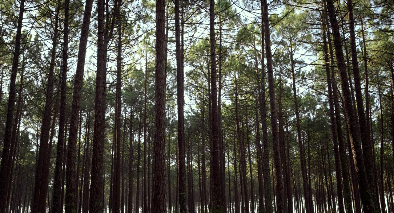 Fogo-Fátuo screenshot 1