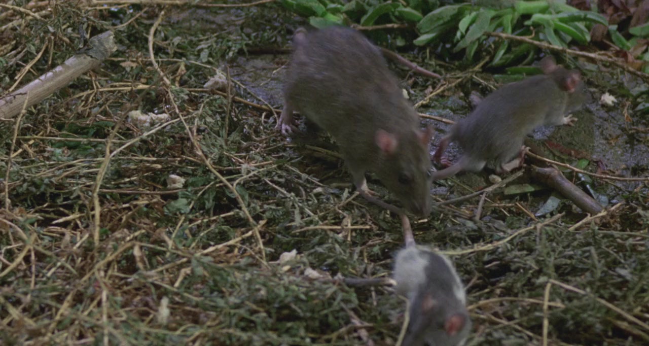 Willard screenshot 1