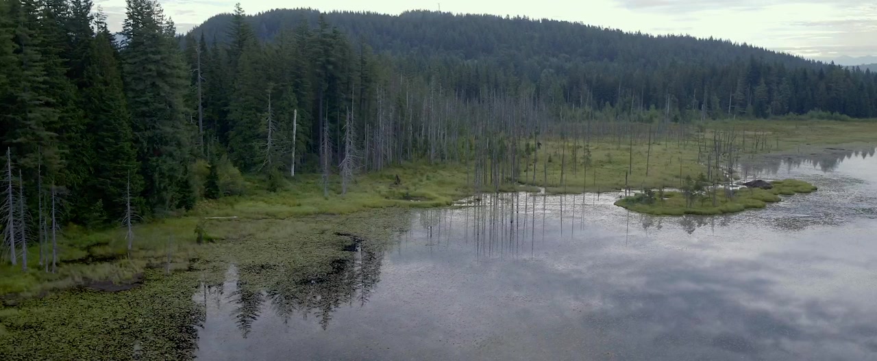 William screenshot 1