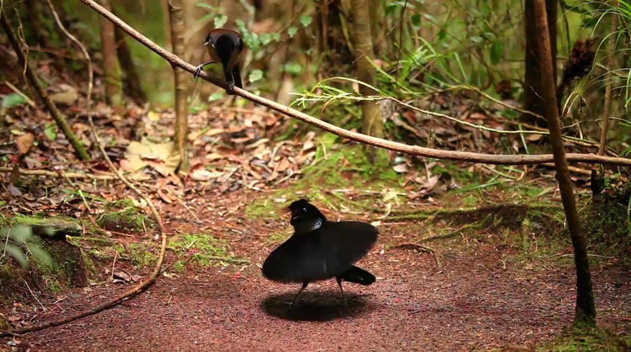 Winged Seduction: Birds of Paradise screenshot 1