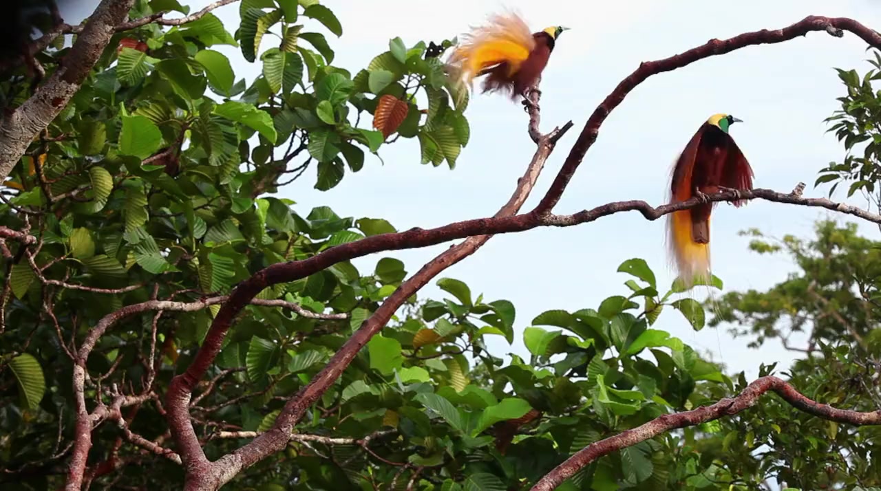 Winged Seduction: Birds of Paradise screenshot 2