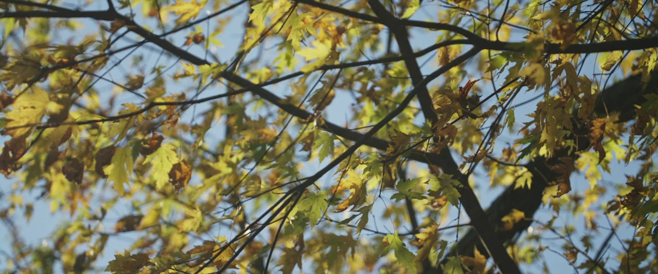 To Dye For: The Documentary screenshot 1