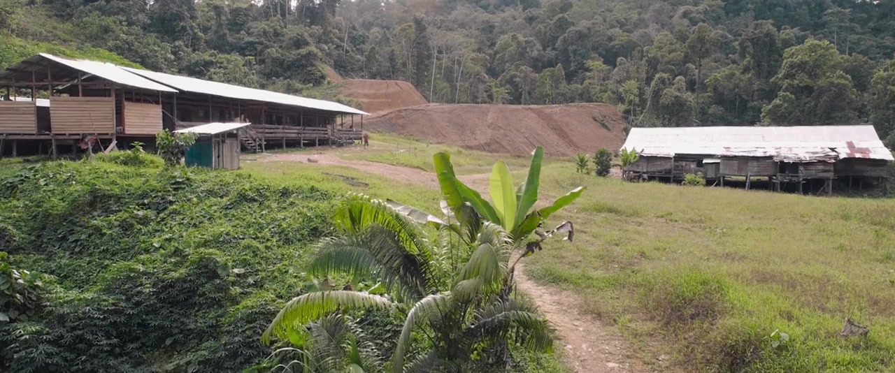 Tawai: A Voice from the Forest screenshot 1