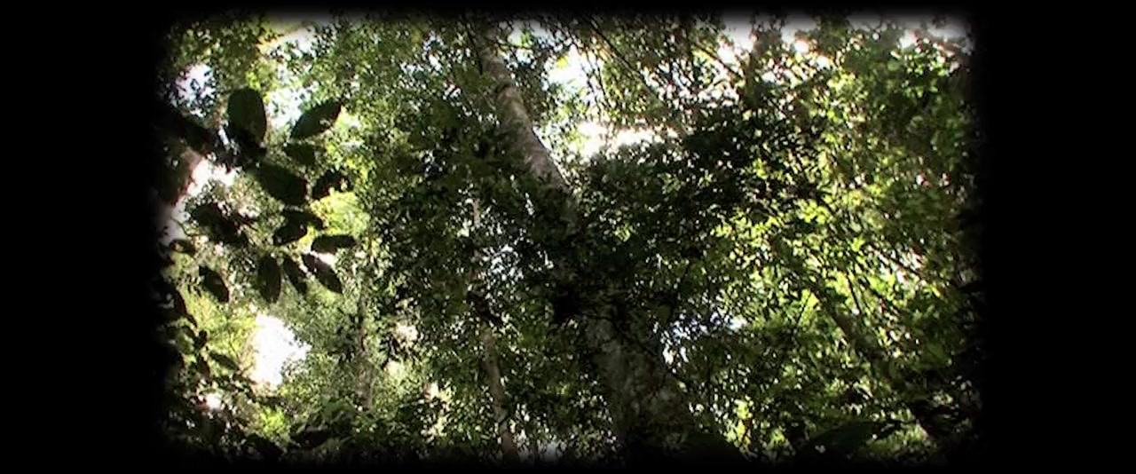 Tawai: A Voice from the Forest screenshot 2