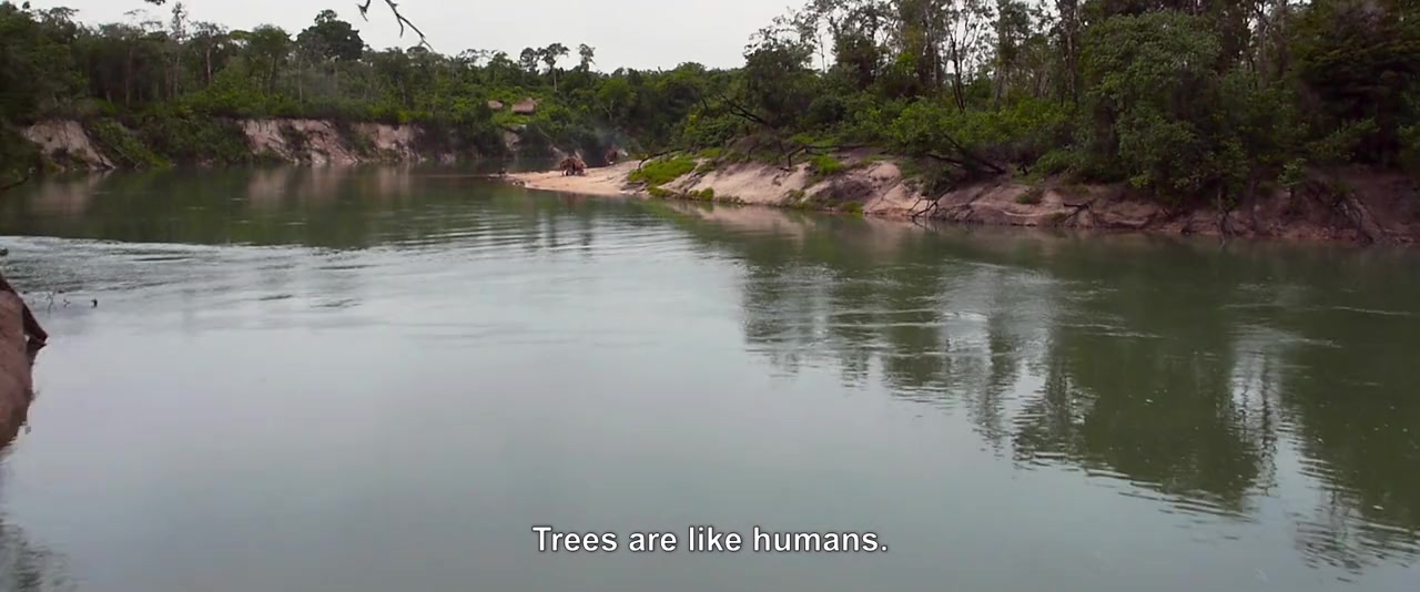Tawai: A Voice from the Forest screenshot 3