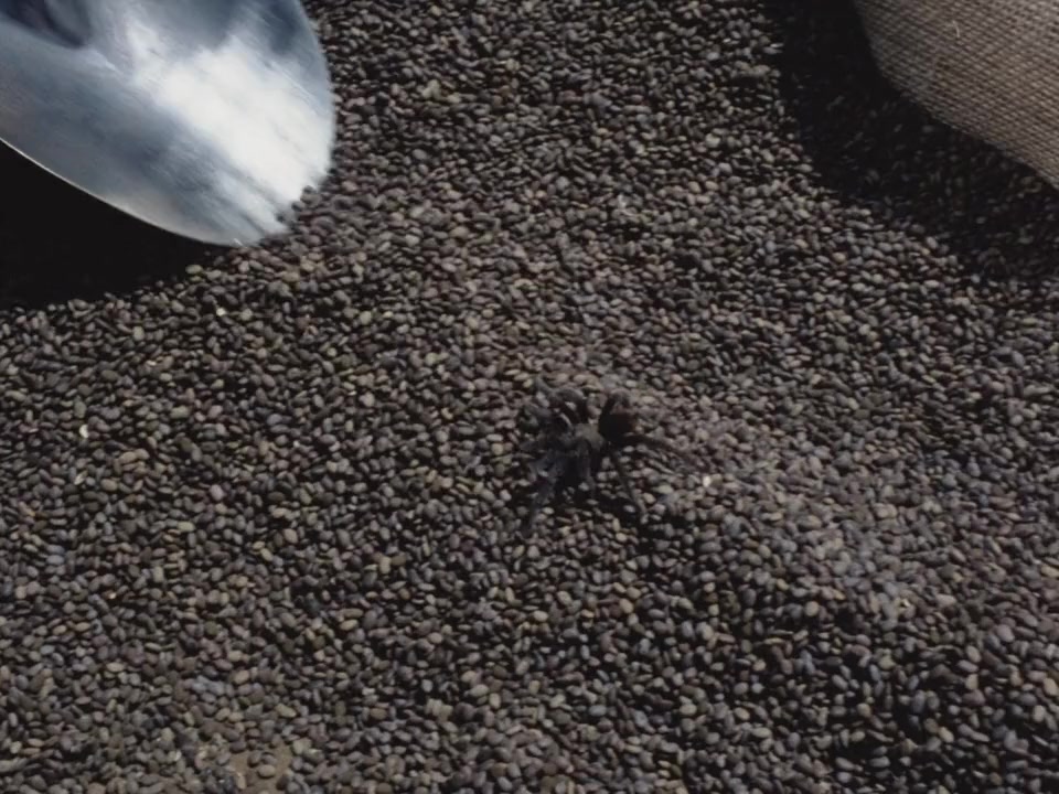 Tarantulas: The Deadly Cargo screenshot 1