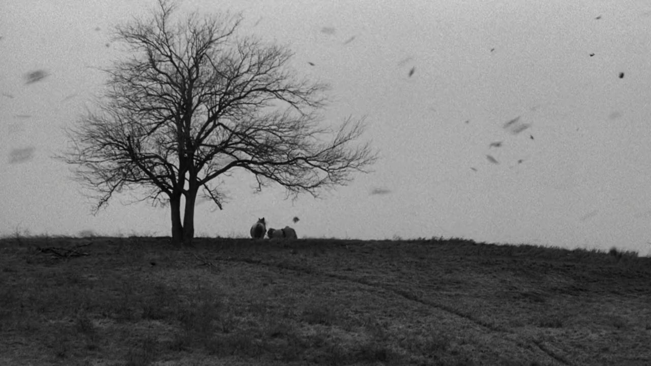 Tarr Béla, I Used to Be a Filmmaker screenshot 1