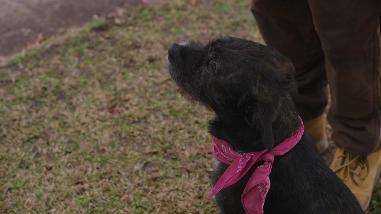 Texas Heart screenshot 2