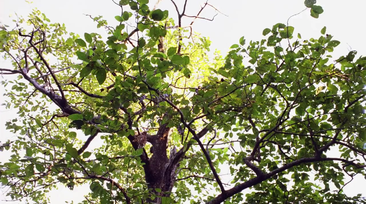 Ten Canoes screenshot 3