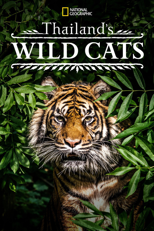 Thailand's Wild Cats (2021) poster