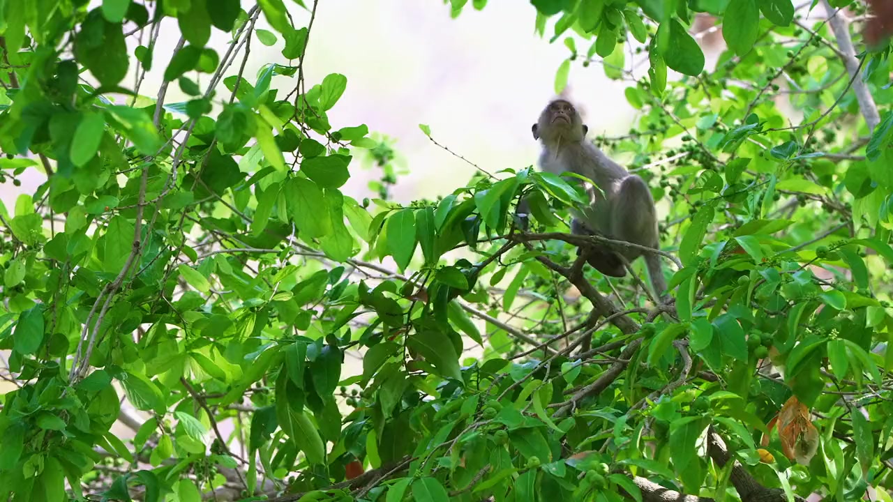 Thailand's Wild Cats screenshot 2