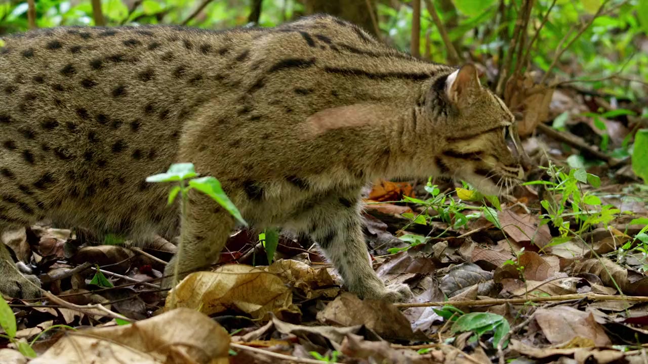 Thailand's Wild Cats screenshot 3