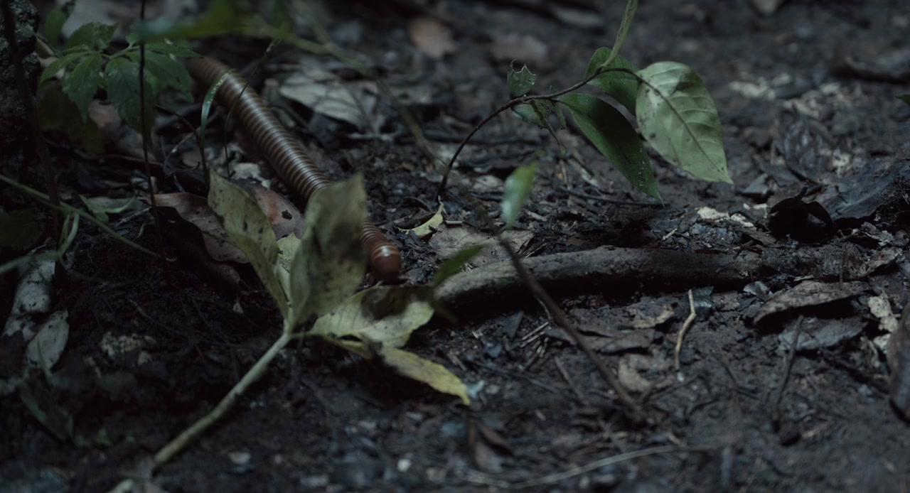 Rang song screenshot 1