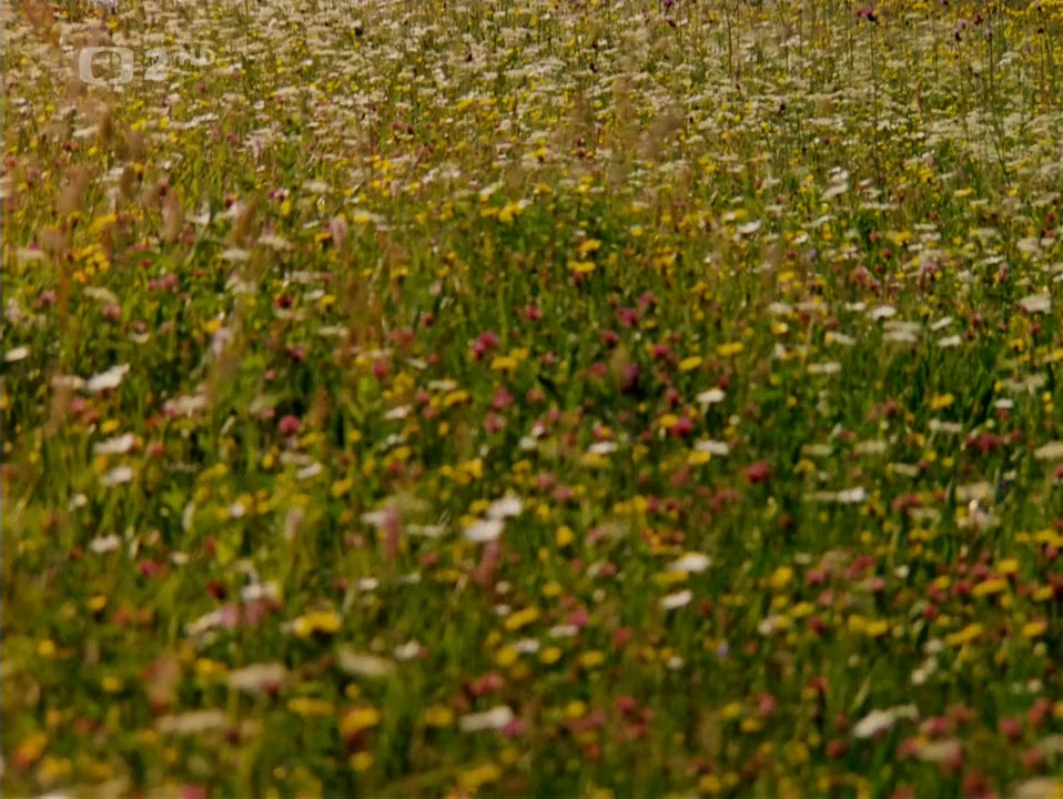 Tisícrocná vcela screenshot 1