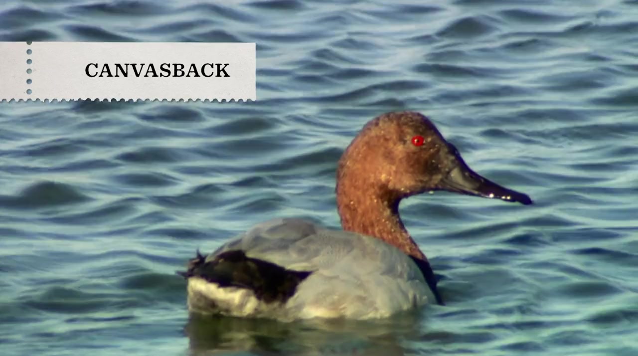 The Million Dollar Duck screenshot 3