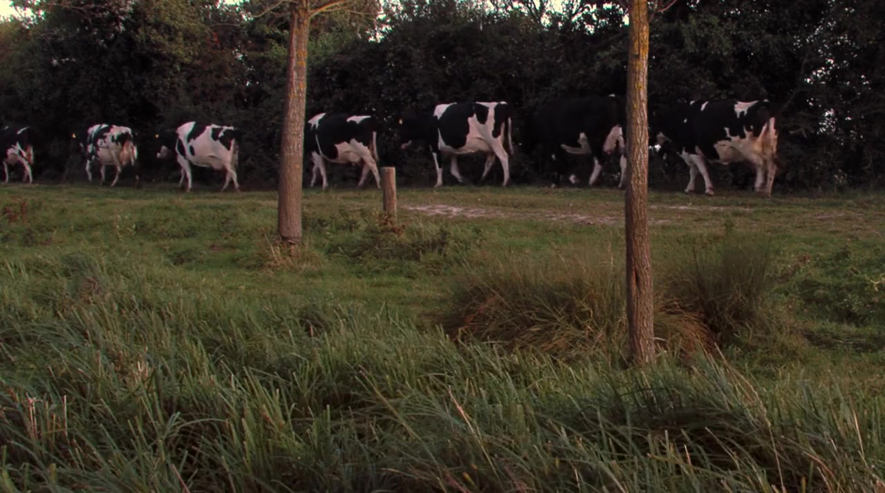 The Moo Man screenshot 2