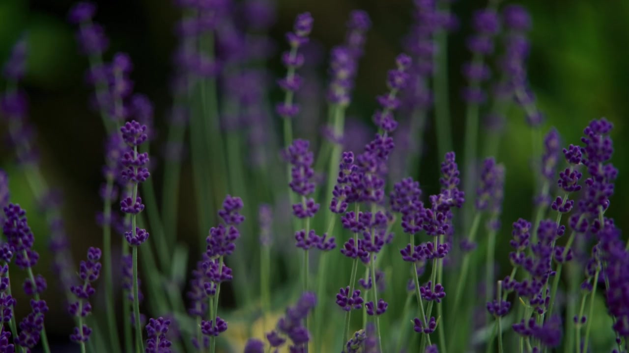 The More Love Grows screenshot 2