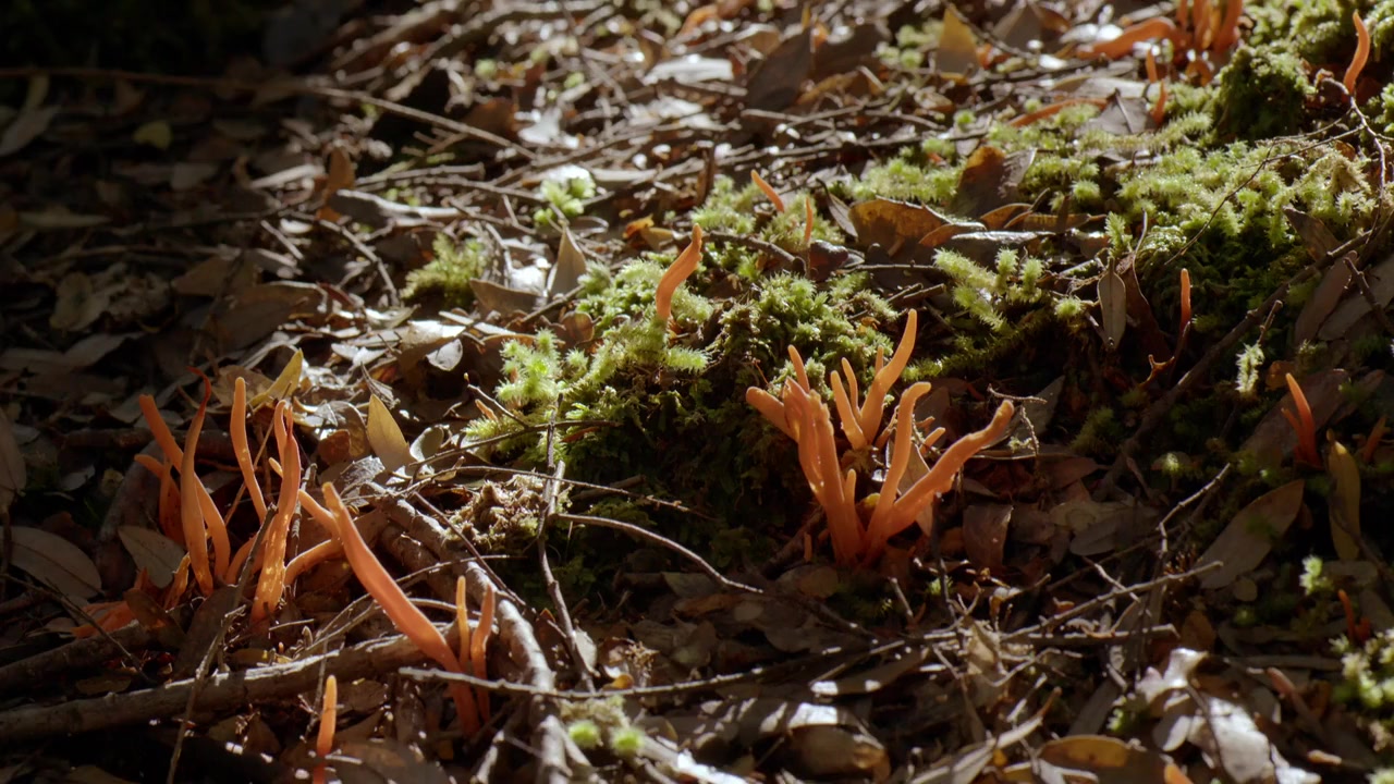 The Kingdom: How Fungi Made Our World screenshot 2