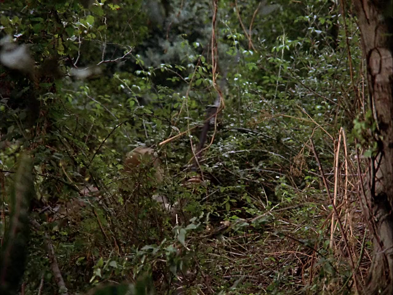 La noche de los brujos screenshot 2