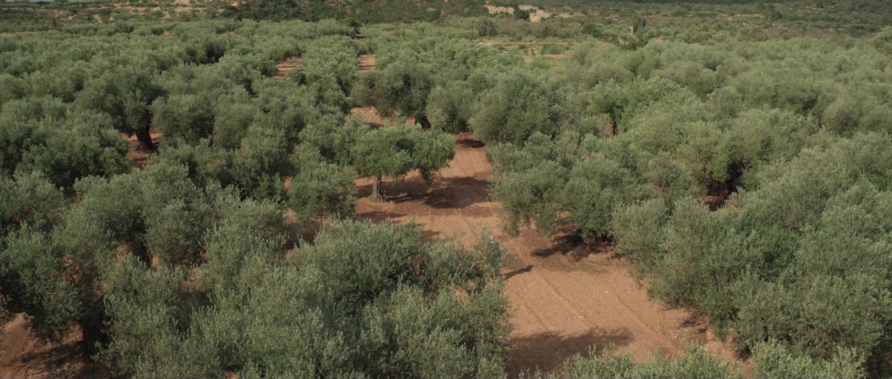 El olivo screenshot 1