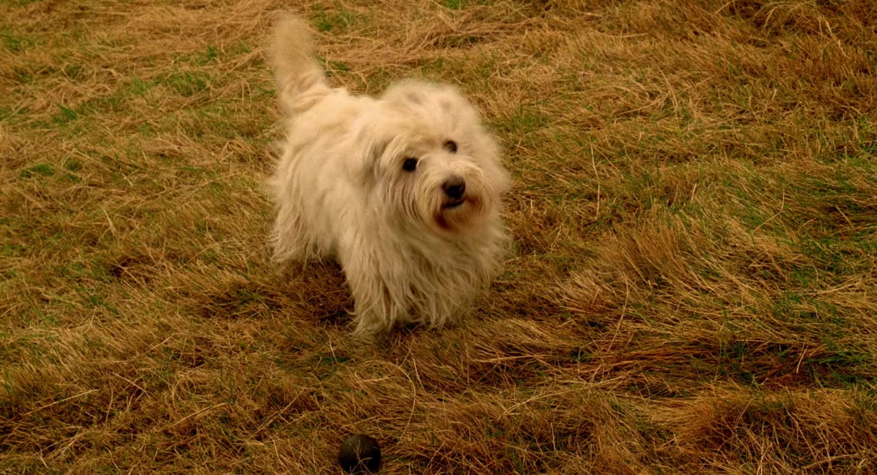 The Adventures of Greyfriars Bobby screenshot 1
