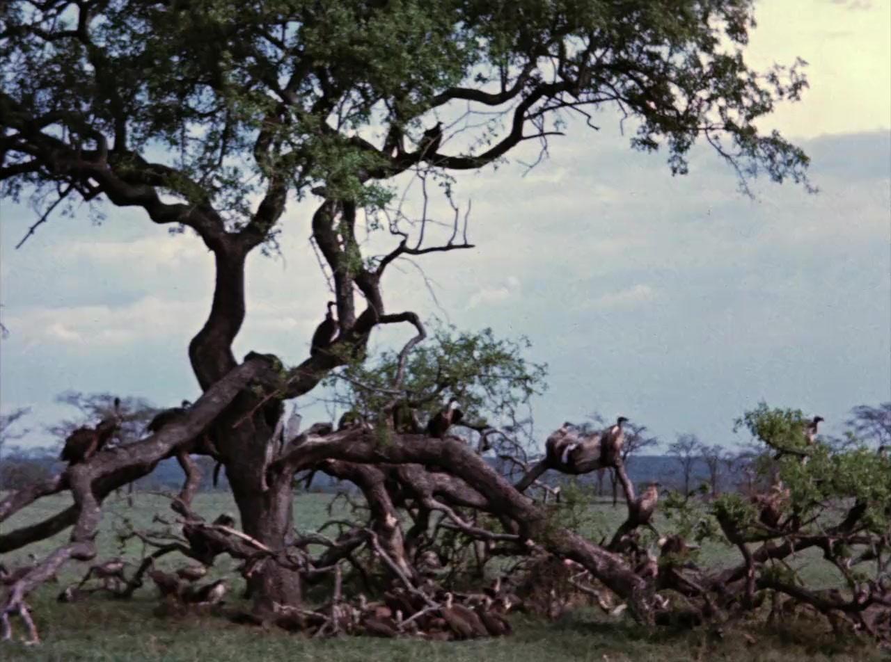 The African Lion screenshot 1