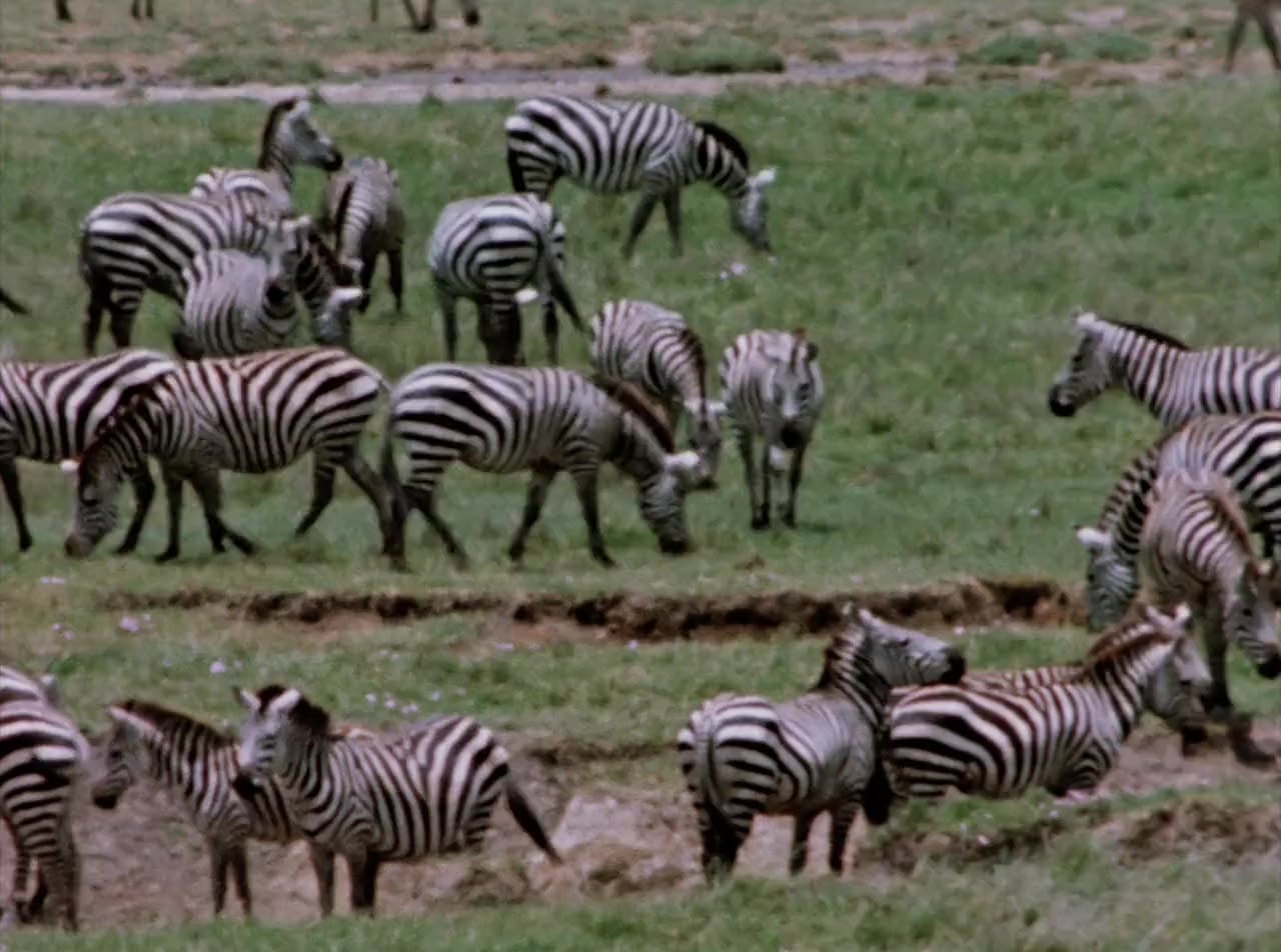 The African Lion screenshot 2