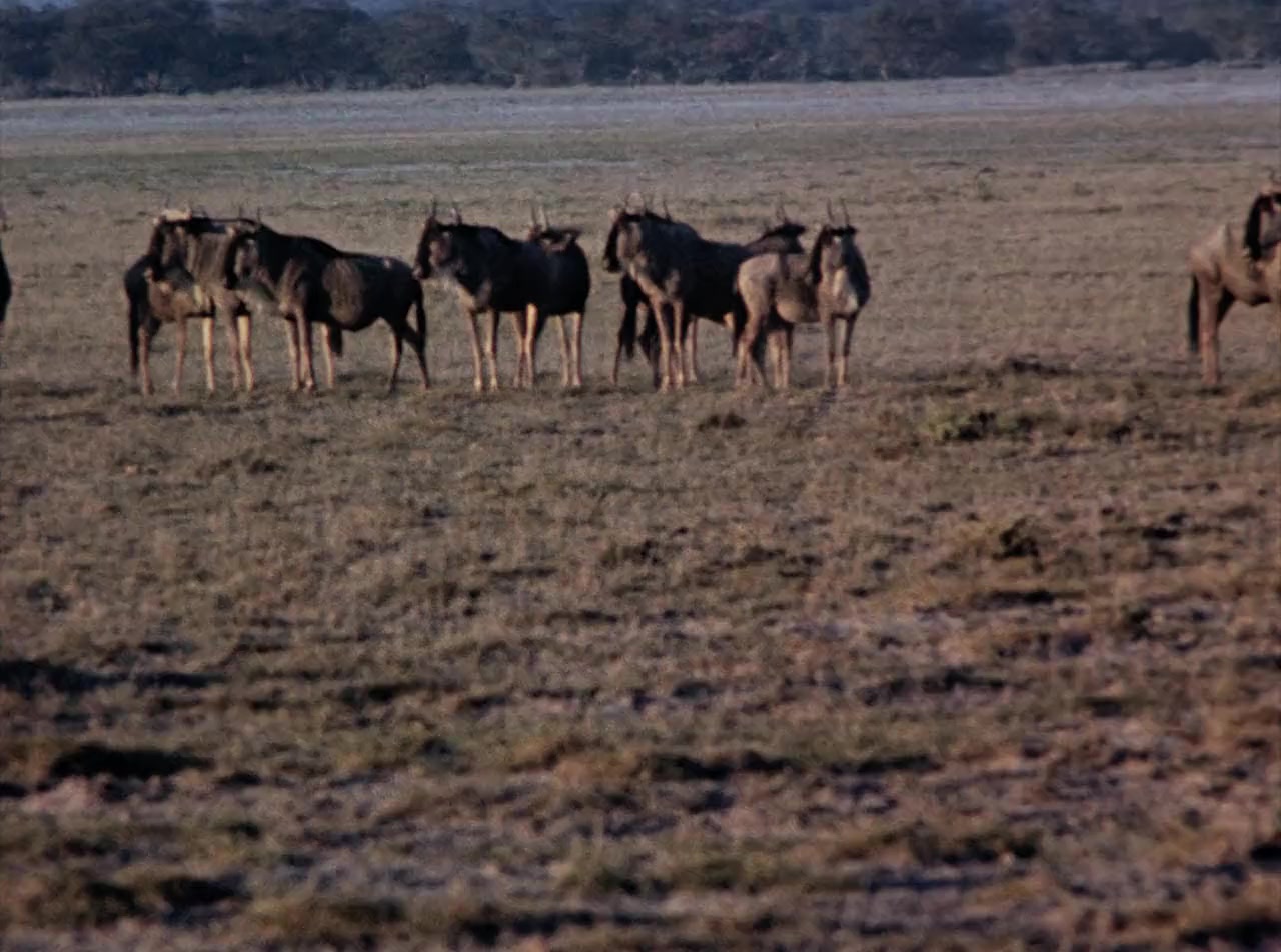The African Lion screenshot 3