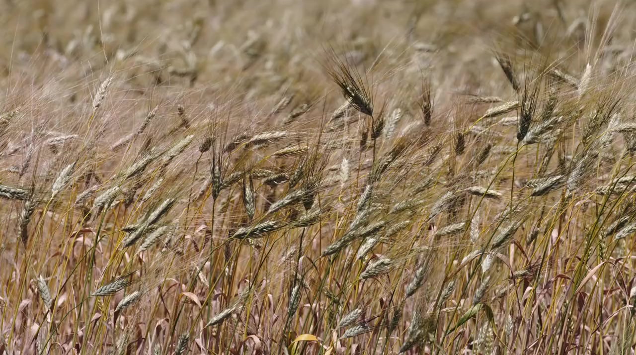 Die Alpen screenshot 2