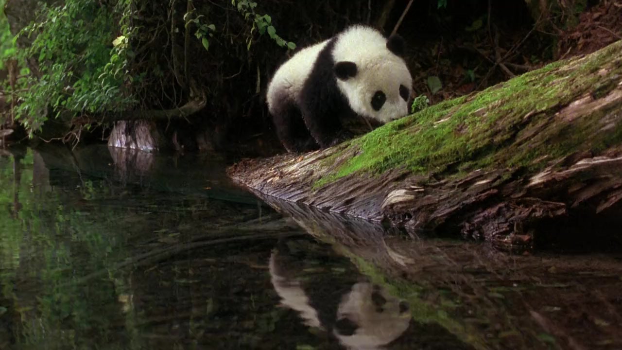 The Amazing Panda Adventure screenshot 3