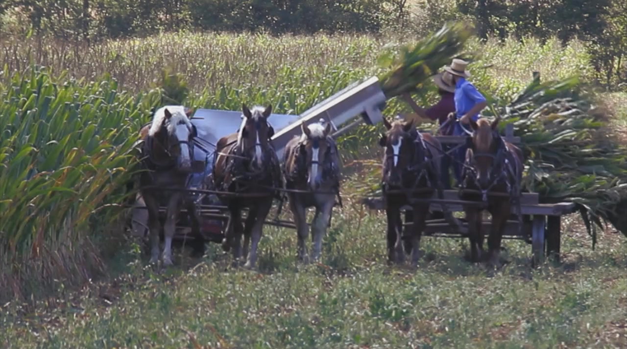 The Amish and the Reformation screenshot 1
