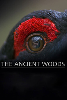 The Ancient Woods (2017) poster