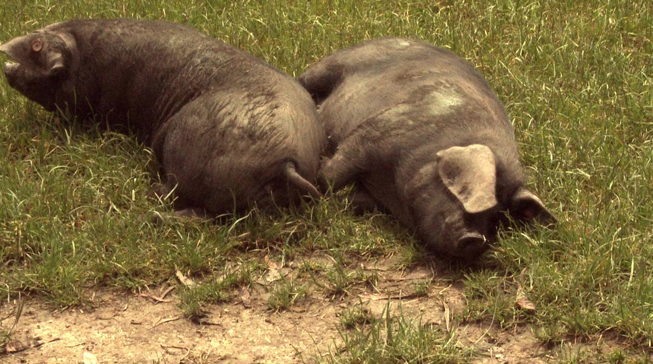 The Animal Condition screenshot 1