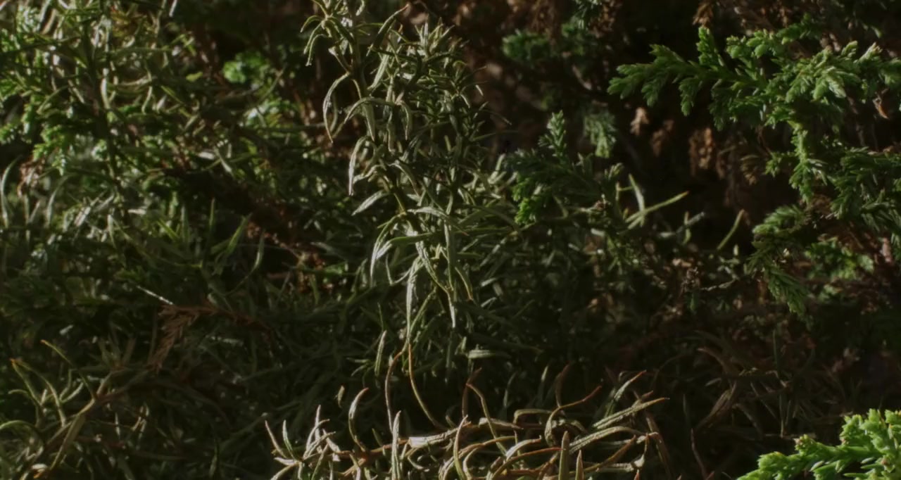 O Apóstolo screenshot 3