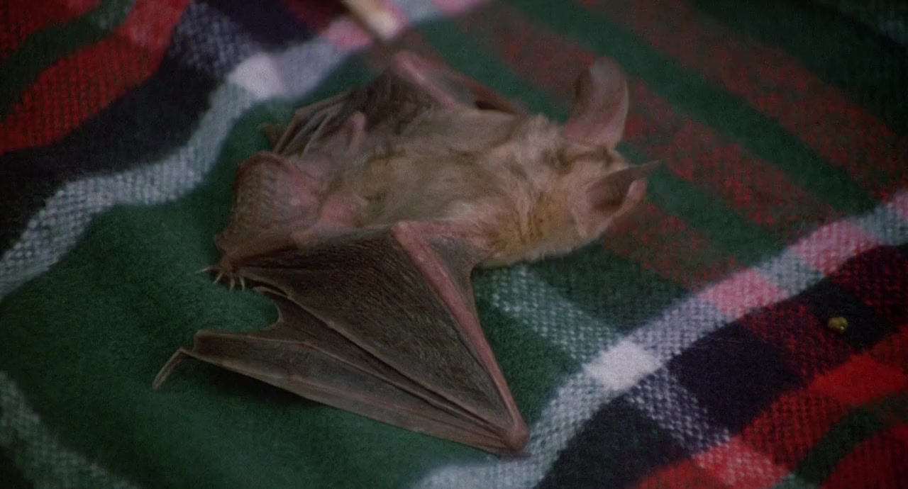 The Bat People screenshot 2
