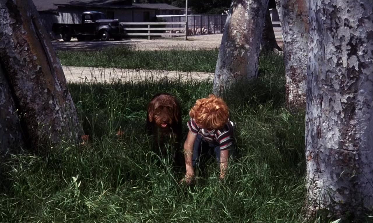 The Biscuit Eater screenshot 1