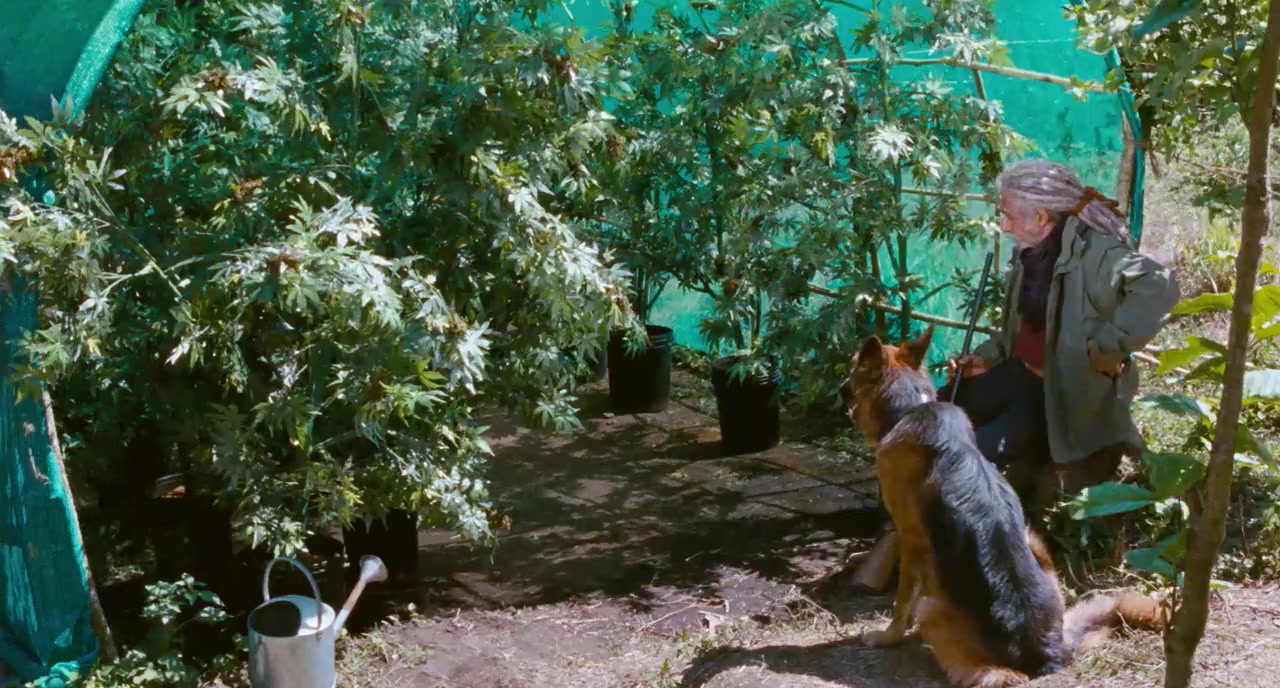 The Blueberry Hunt screenshot 2