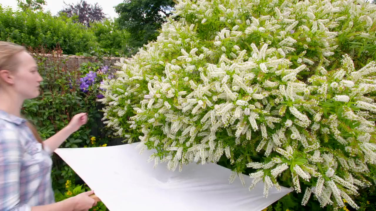 The British Garden: Life and Death on Your Lawn screenshot 3