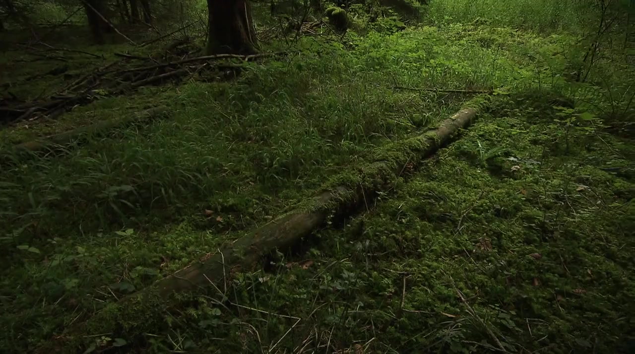 The Coolest Guy Movie Ever: Return to the Scene of The Great Escape screenshot 1