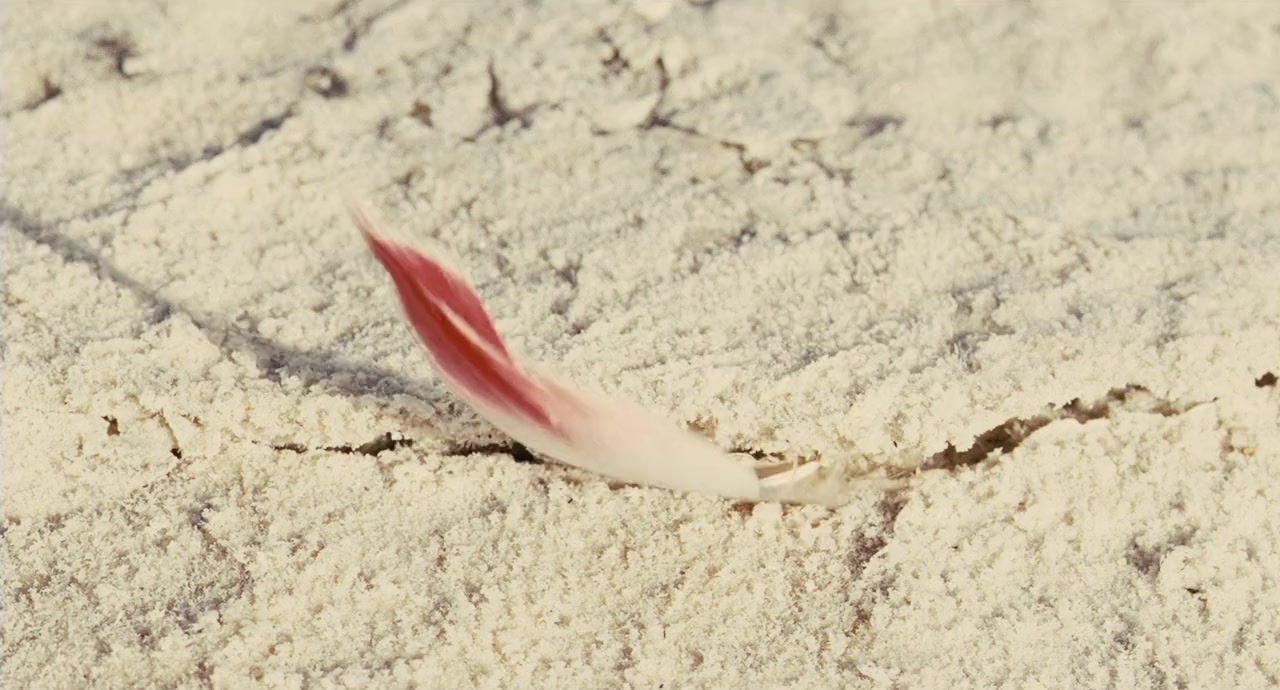 The Crimson Wing: Mystery of the Flamingos screenshot 1