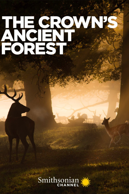 The Crown's Ancient Forest (2021) poster