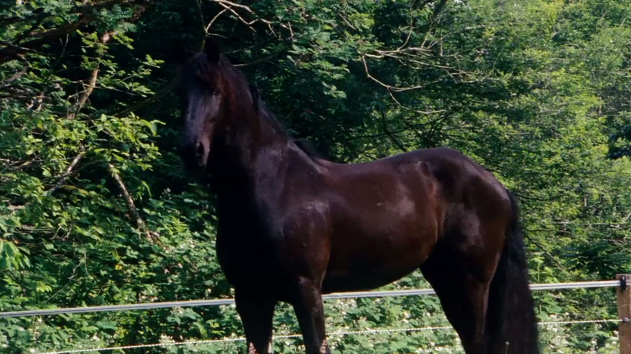 The Dark Horse screenshot 1