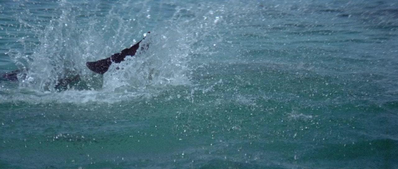 The Day of the Dolphin screenshot 2