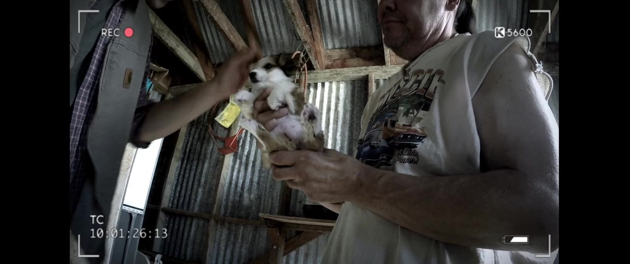 The Dog Lover screenshot 3