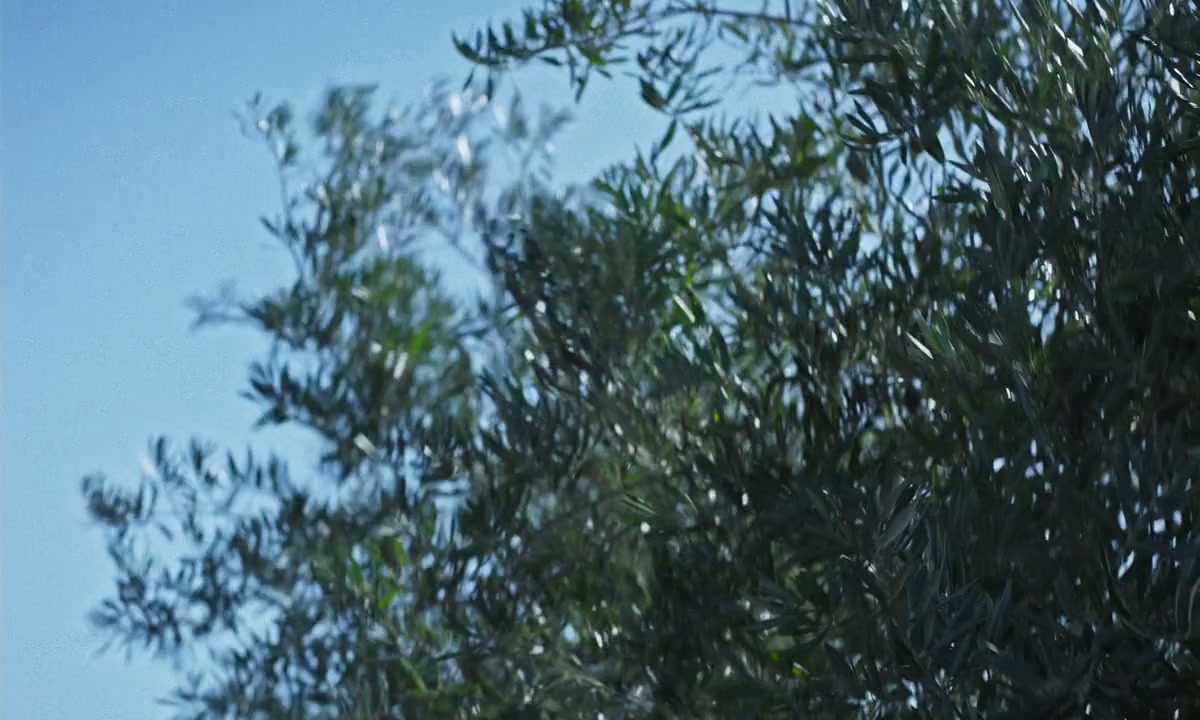 Los Tortuga screenshot 3