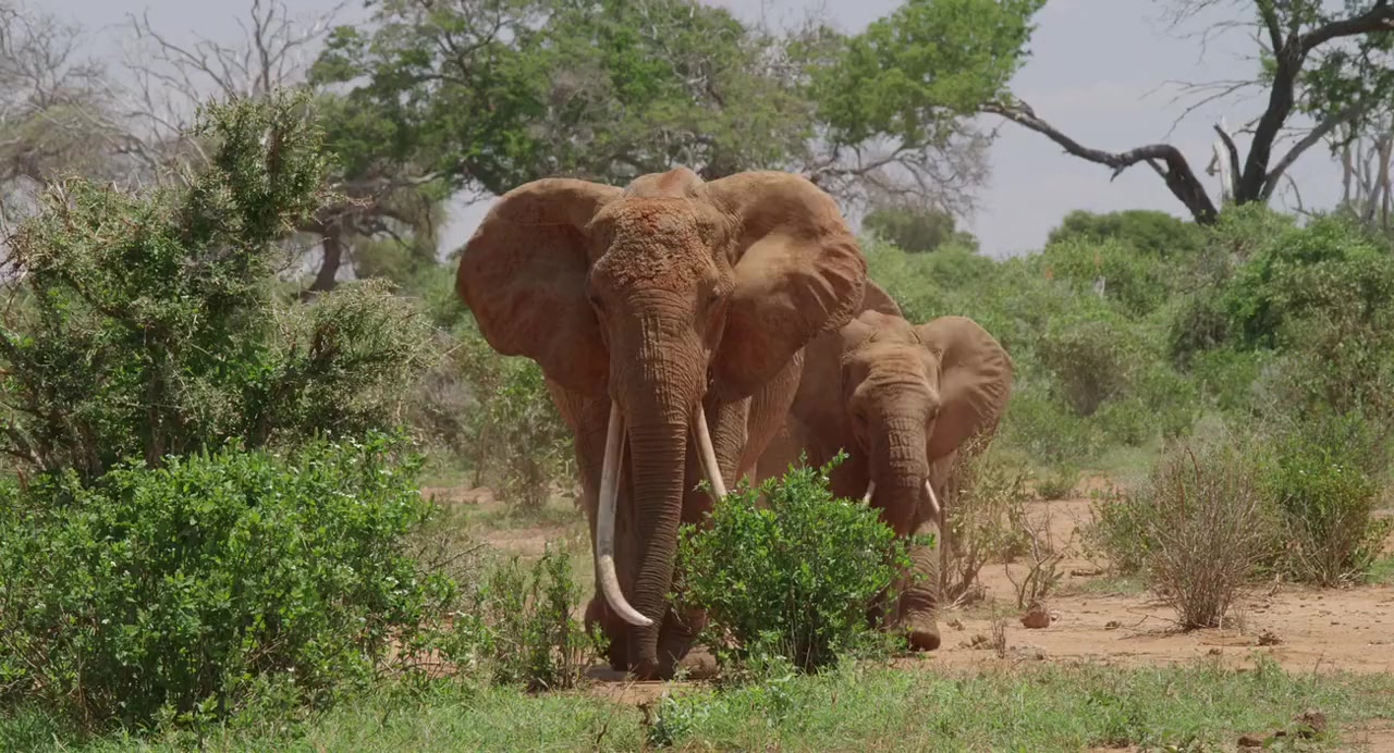 The Elephant Queen screenshot 1