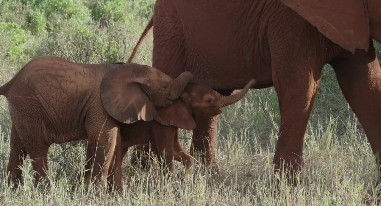 The Elephant Queen screenshot 2