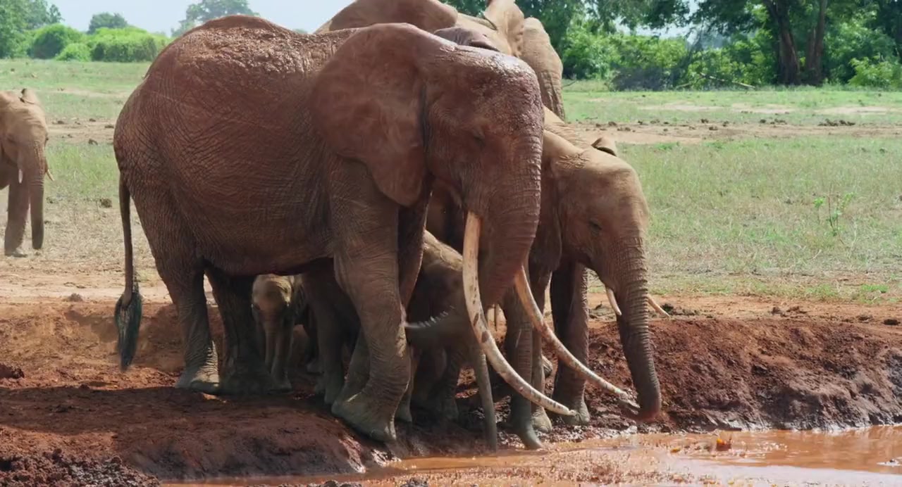 The Elephant Queen screenshot 3
