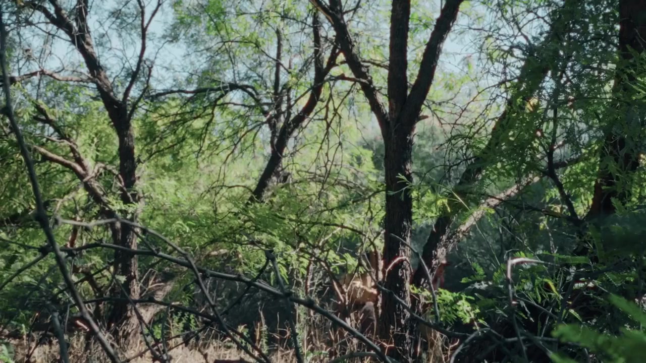 The Five screenshot 1