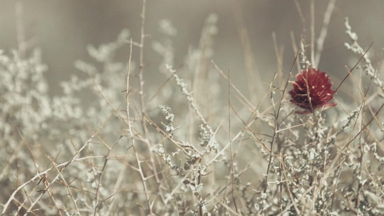 The Florist screenshot 2